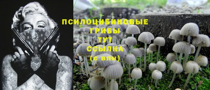 Галлюциногенные грибы Psilocybe  Добрянка 